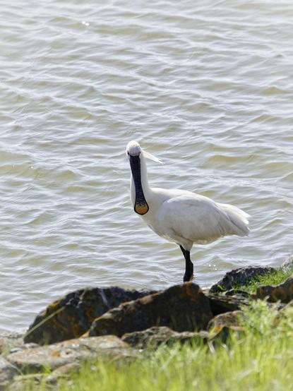 Lepelaar op rotsige grond met water op achtergrond