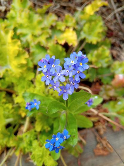 A forgetmenot where the small flowers are clustered together in the shape of a heart. 