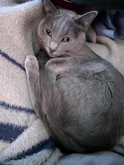 A grey cat is looking sleepily at the camera. He is tucked into a blue & white blanket for Caturday.