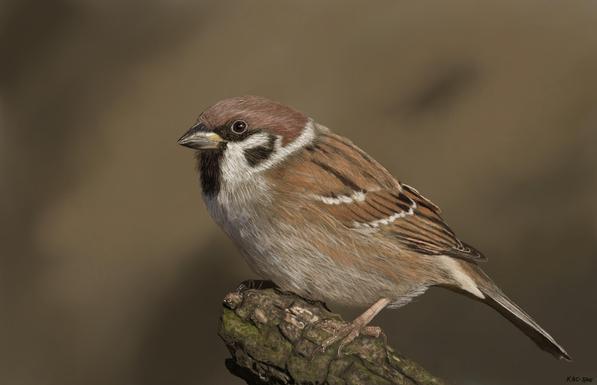 Tree Sparrow - Final
by Kenny A. Chaffin
3200 x 2063 pixels
about 6.75 hours
Painted in Krita from a reference photo

#art
painting #digital #digitalpainting #Krita #mywork #myart #kacart