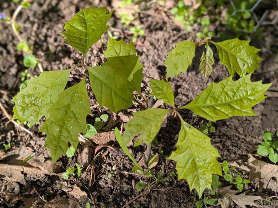 Top view of an oak seedlings.  Eight pale green leaves are showing.