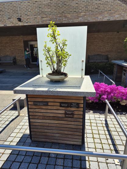 #Ginkgo biloba, also known as the maidenhair tree, is a large, deciduous tree native to China and considered a living fossil. It's one of the oldest living tree species,