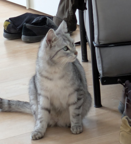 Baboune is a very light-colored grey tabby cat, maybe four years old, with distinctive black-stripe markings running from the corner of his eyes along the sides of his head. Here he is sitting up, watching things only cats can see.