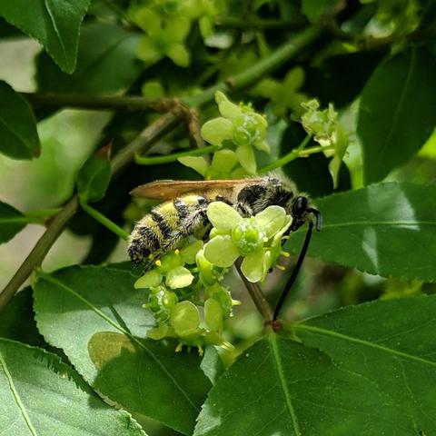 The bee facing to the right and the underside of it's abdomen visible.