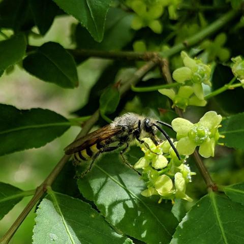 The bee showing it's grey fur on it's thorax.