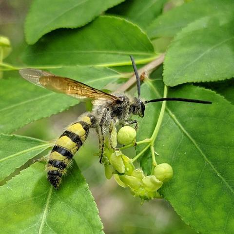 A bee like insect on Euonymus alatus flowers. It is light yellow and black striped with grey hairs, dark legs, very long thick antennae, and dark translucent wings. It is about an inch long. It is facing up and to the right, has it's wings held above it's back.