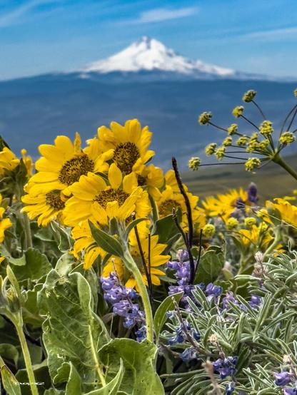 Vibrant yellow wildflowers bloom in the foreground with a snow-capped mountain in the background.