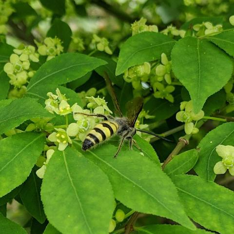 The bee insect facing away from the camera, wings up, on a leaf showing the color of the yellow on the abdomen.