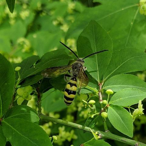 The bee facing upwards, back to the camera, it has a very narrow waist.