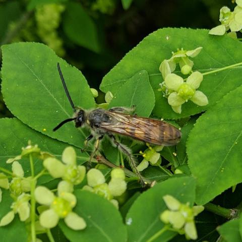 The bee facing left, wings covering it's absomen completely and making the color appear amber like. The hairs could be slightly yellow on it's legs and some parts.