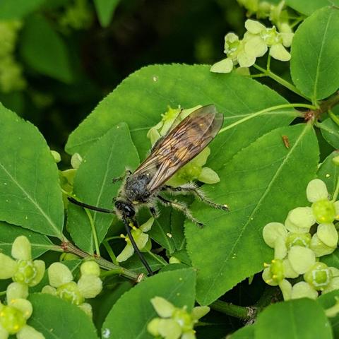 The bee facing downward to the left, wings covering the abdomen, The eyes are dark, the thorax is black, the wing attachment is black, the spindle bush flowers are kind of yellowy green.