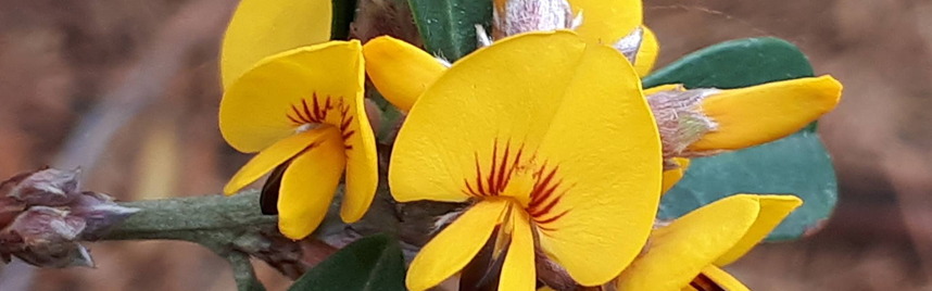 Yellow and red flowers 