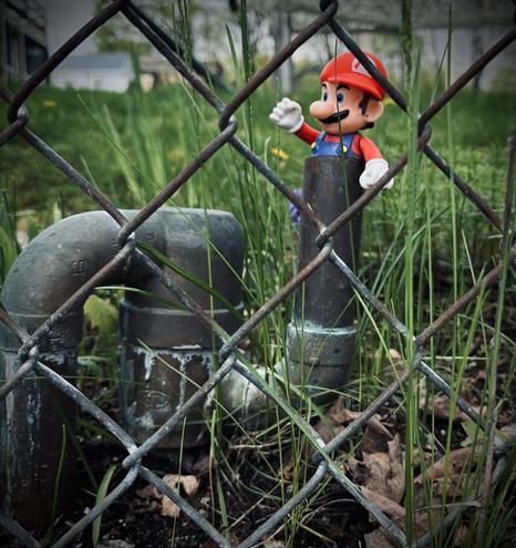 A photo of a curved pipe in a backyard. In the open end that curves up is a Mario (of Nintendo fame) figurine raising his fist triumphantly. Green grass in the background; the scene is behind a chain link fence. 