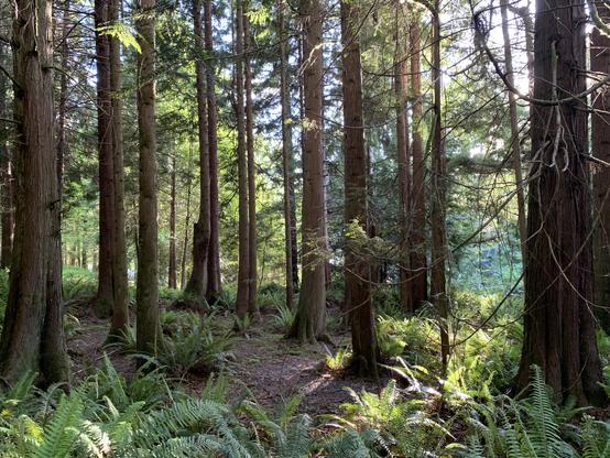 In the foreground are western sword ferns and slightly in the distance are tall coniferous trees. Everything is illuminated from the top right by the evening sun.