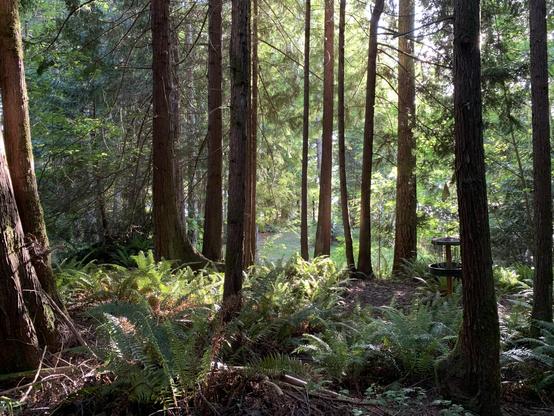 A broad coniferous tree is illuminated by the evening sun and shadows on the left, western sword ferns are scattered amongst other coniferous trees in the middle, and downhill is a grassy lawn. Rays of sunshine highlight everything from the top right.