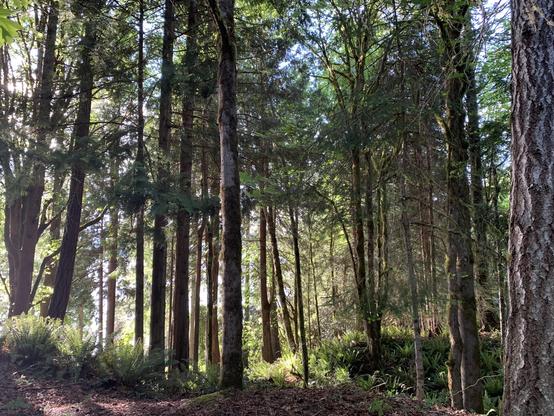 A blanket of western sword ferns cover the forest floor underneath tall coniferous trees while the evening sun illuminates everything from the left side