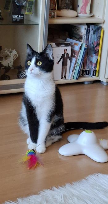 Schwarz weisse tuxedo katze steht mitten im zimmer und sieht aufgeregt eichtung fenster