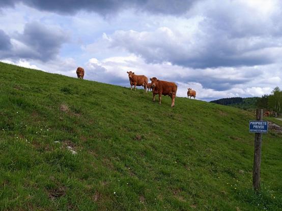 A group of red brown cows stand on the ridge of a grassy slope. Heavy blue grey clouds fill the sky behind. A blue and white sign is nailed to a wooden post on the right - it reads "Private property" in French.