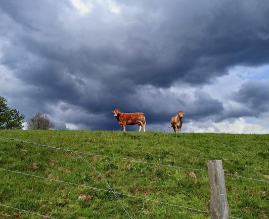 2 red cows stand on the horizon, a dramatic sky of blue clouds behind. A barbed wire fence slopes across the foreground, the border of the grassy hillside.