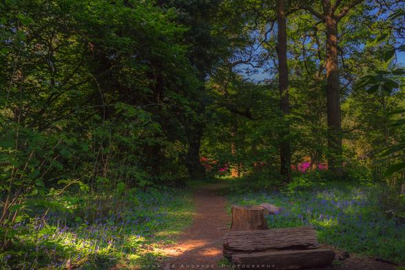 The Bluebell Walk
