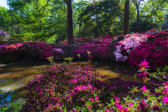 The Beauty of Still Pond at Isabella Plantation with Vibrant Rhododendron Blooms