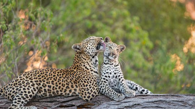 Leopard mother grooming her cub, Jao Reserve, Botswana