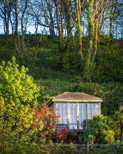 A charming glass-fronted garden summerhouse or studio with a wooden shingled roof nestled among lush green foliage on a hillside in Dale, Haverfordwest, Wales. The scene is bathed in golden evening light with trees on the hill above, vibrant spring greenery, and touches of red foliage surrounding the structure.​​​​​​​​​​​​​​​​