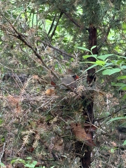 Momma cardinal 