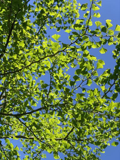 A vibrant canopy of green ginkgo leaves against a clear blue sky.