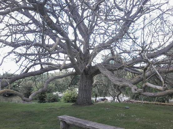 a majestuous tree that hasn't greened any leave yet