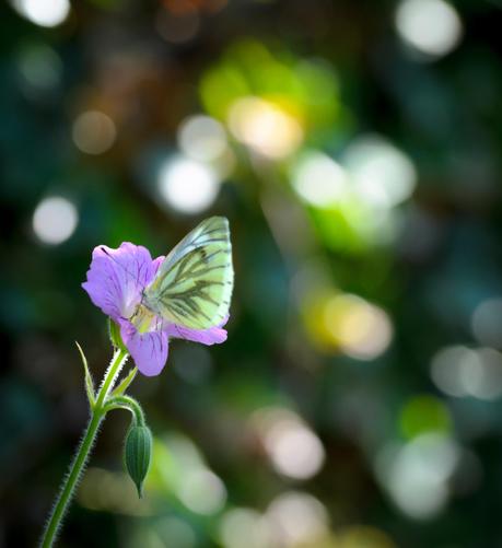 A green-ish white butterfly with darker veins on the undersides of its wings sitting on a lilac flower with purple veins. The background is out of focus and there are many roundish circles corresponding to other flowers in sunlight.