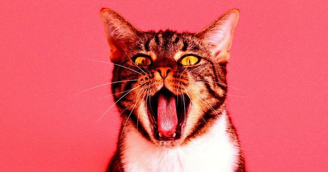 Baidu AI Seeks to Decode Your Cat's Mysterious Meows.
