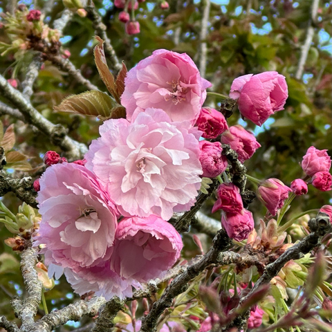 Deep pink blossom buds and fully open many petalled flowers with paler pink inner petals fill the photo. In the background green leaves and tiny patches of blue sky are visible as well as more pink blossoms. 
