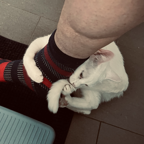 A white cat wraps herself around the socked ankle of a human