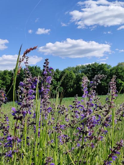 Liliane Wiesenblumen, im Hintergrund eine Baumreihe und der Himmel, blau mit weißen Wolken