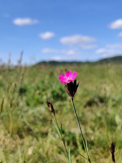 Pinke Wiesenblume, Hintergrund Natur und Himmel, unscharf