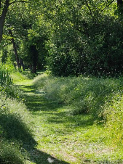 Wiesenweg, gemäht, rechts und links davon höher, Pollen fliegen, es ähnelt leichtem Schneefall, es ist sonnig