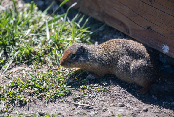 A Columbia ground squirrel coming from underneath a board walk at the Kangaroo Creek Farm in Kelowna. It looks like a cute grey/brown furry sausage with a brighter almost orange pair of hair on its forehead running down to its nose.