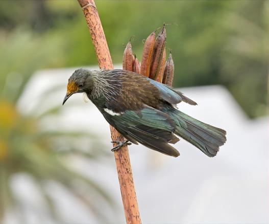 A glossy black-and-teal tūī bird perches sideways on a tall, rust-colored flax stalk, its white throat feathers standing out like a small plume beneath its curved beak. The bird’s iridescent green and blue wing and tail feathers catch soft, natural light against a blurred background of muted greens and grays. Its head tilts down slightly, suggesting alert curiosity as it surveys its surroundings.
