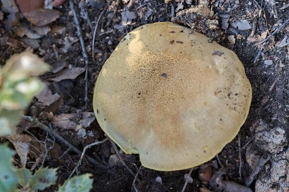 Hemileccinum (Boletus) impolitum. El mataparent dolç alzinenc és una Boletàcia, amb un barret de fins a un pam de diàmetre. Li agrada viure a boscos de planifolis, sobretot de Quercus, sense defugir altres, sobre sòls silicis i ben nitrogenats. Treu el nas de finals d’estiu a principis de tardor. Tot i que es deixa veure per tot casa nostra llevat de l’Algues, no és gaire freqüent i es recomana no collir-lo. És comestible però només el barret, el peu fa pudor.