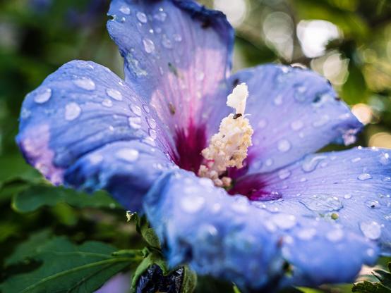 Blue Hibiscus with Fly