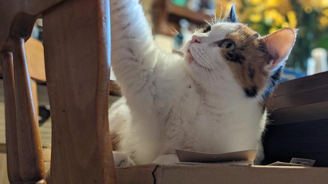Bildbeschreibung von KI:
Auf diesem Foto sieht man eine neugierige und wachsame dreifarbige Katze, die in einer Kartonschachtel sitzt. Sie hat ihre Pfote erhoben und scheint etwas auf einem Holzstuhl vor ihr zu berühren oder danach zu greifen. Ihr Blick ist aufmerksam und fokussiert – ein typischer Katzenmoment, wenn etwas ihr Interesse geweckt hat. Im Hintergrund erkennt man eine gemütliche, warme Atmosphäre mit leicht unscharfen Blumen und Haushaltsgegenständen. 