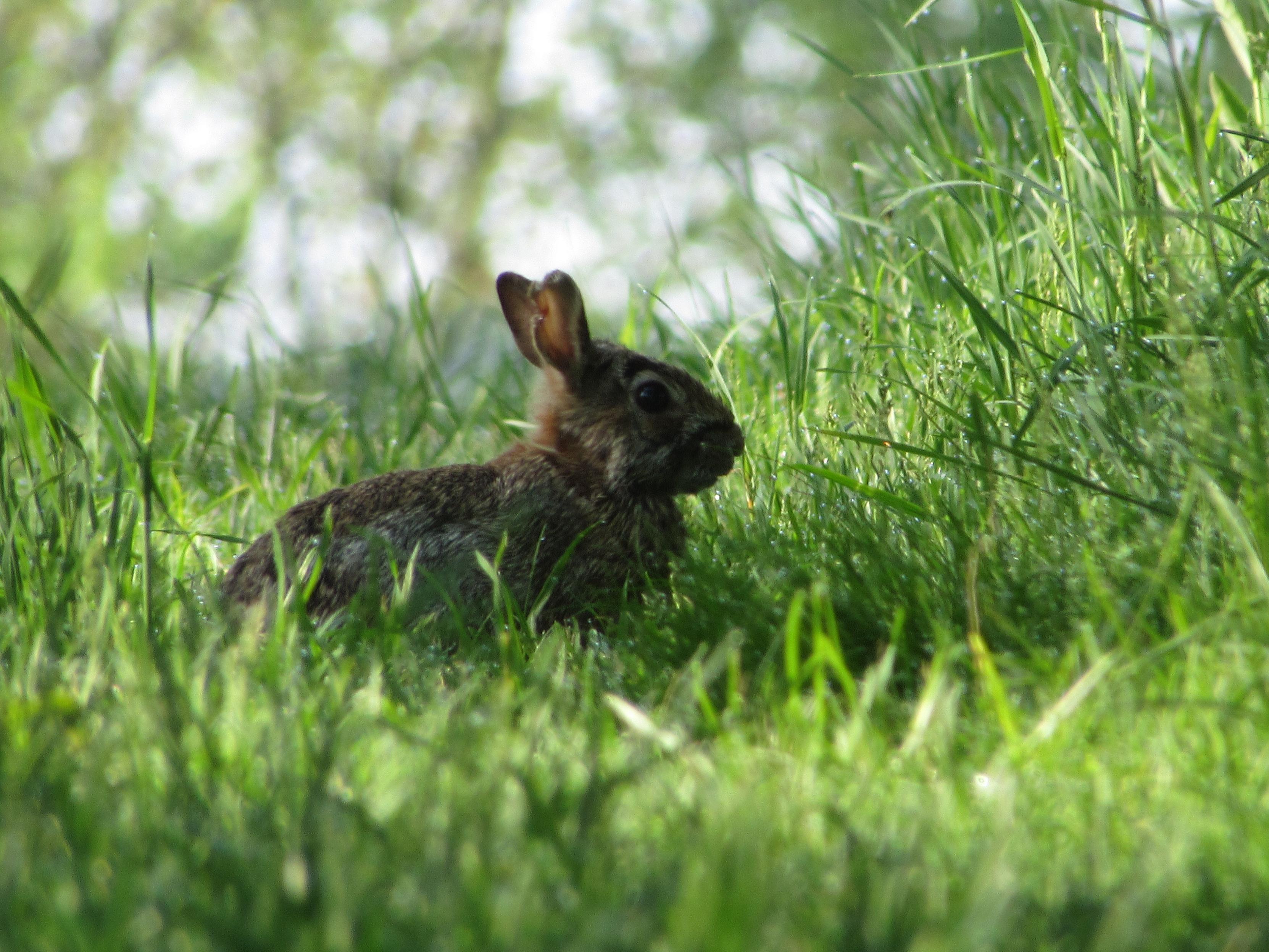 An Eastern Cottontail sits in the grass.