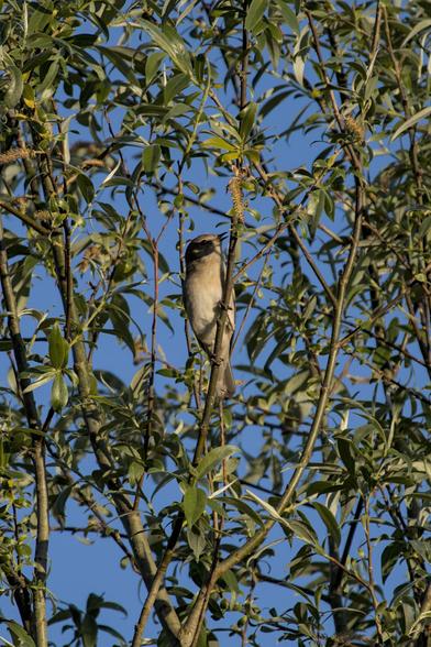 Garden warbler (Sylvia borin) perched against a branch and surrounded by foliage. It's beak slightly open in song. 