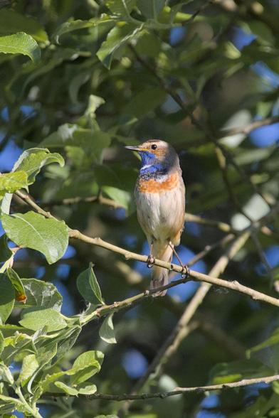 Bluethroat (Luscinia svecica) perched on a branch, standing straight up and looking to the left due to a sound heard in the distance. 