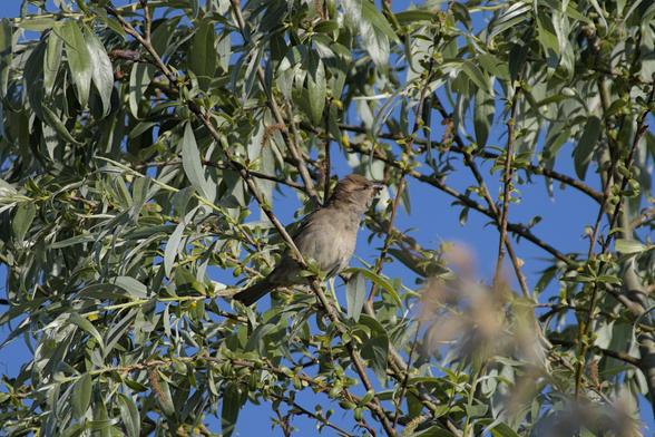 House sparrow (Passer domesticus) sitting between foliage and with some insects in its beak. 