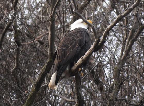 A bald eagle looking slightly upward, photographed from the side, amongst a forest of bare tree branches. 