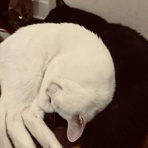 a smiling white cat curled up alongside a black cat