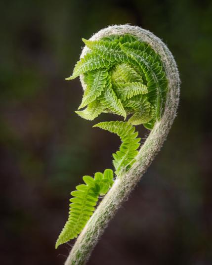 A detailed macro photograph of a young fern, just past the "Fiddlehead" stage, leaves still curled up and about to unfurl. 
