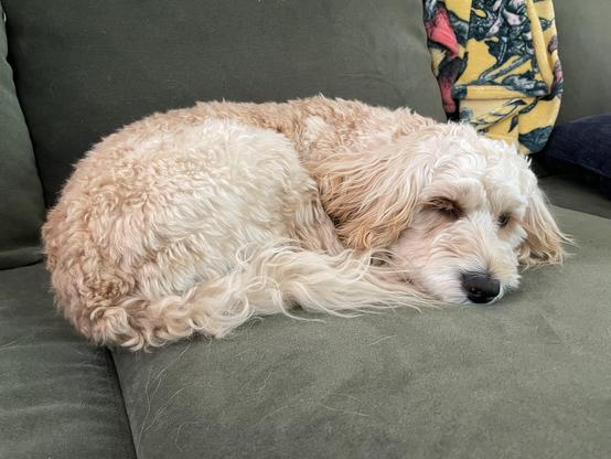 A fluffy, light-colored dog is curled up and sleeping on a green couch, with one eye partially closed. A colorful blanket draped over the back of the couch adds a cozy touch to the scene.